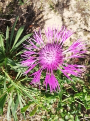 Centaurea polyacantha