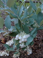 Zenobia pulverulenta