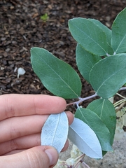 Zenobia pulverulenta