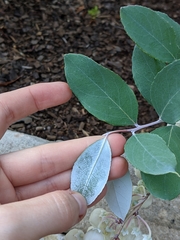 Zenobia pulverulenta