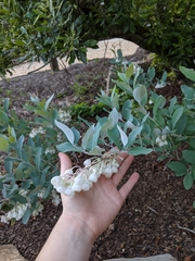 Zenobia pulverulenta