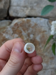 Zenobia pulverulenta