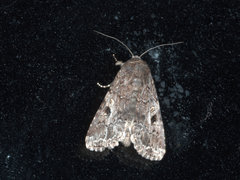 Spodoptera exempta
