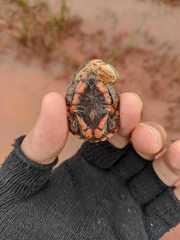 Mesoclemmys tuberculata