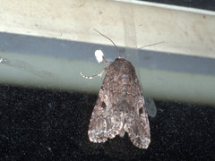 Spodoptera exempta