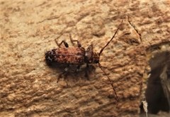 Pseudoterinaea bicoloripes