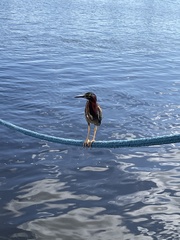 Butorides virescens image