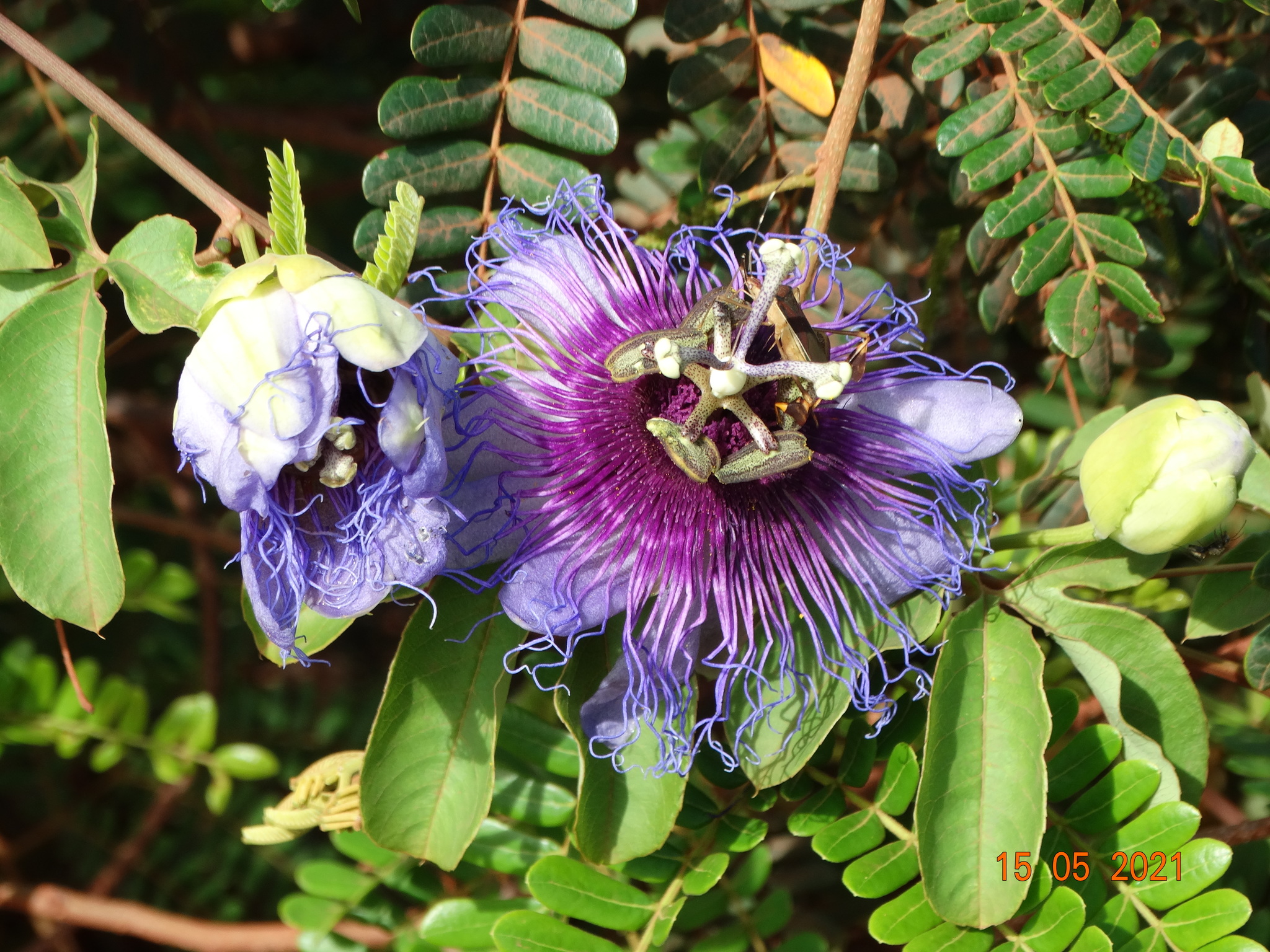 Passiflora cincinnata