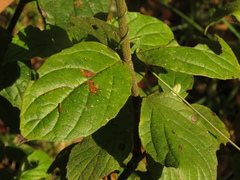 Viburnum lasiophyllum