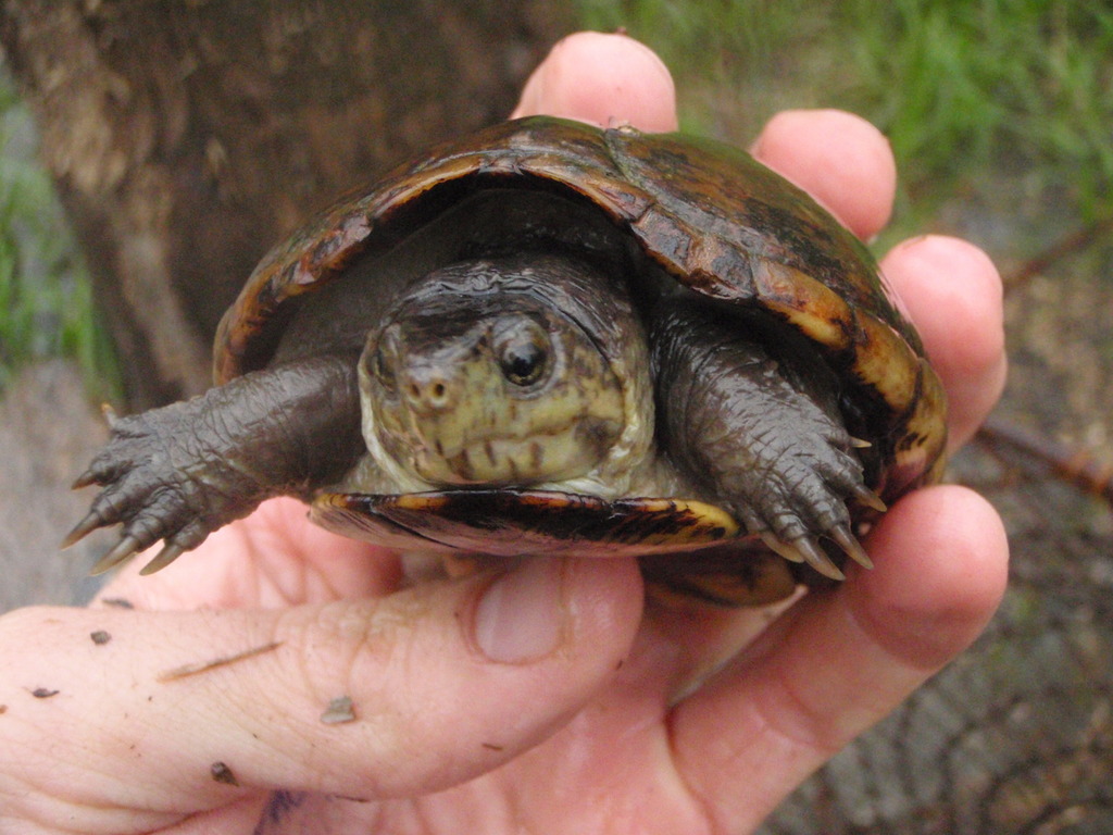 Eastern Mud Turtle in April 2009 by Grover J. Brown · iNaturalist