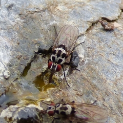 Anthomyia pluvialis