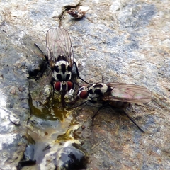 Anthomyia pluvialis