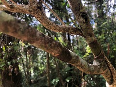 Psychotria daphnoides