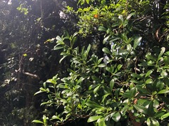 Psychotria daphnoides