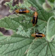 Phyllobrotica