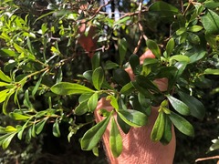 Psychotria daphnoides