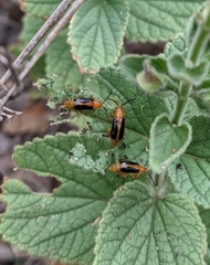 Phyllobrotica