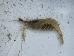 Palaemon macrodactylus