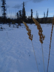 Calamagrostis inexpansa