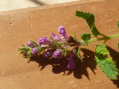 Teucrium argutum