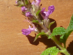 Teucrium argutum