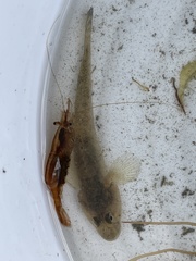 Acanthogobius flavimanus