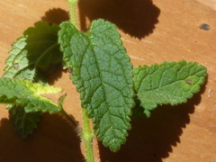 Teucrium argutum