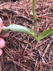 Platanthera yadonii