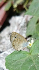 Pseudozizeeria maha maha