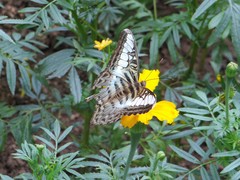 Parthenos sylvia