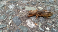 Gryllotalpa orientalis