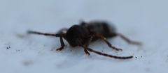 Psenocerus supernotatus
