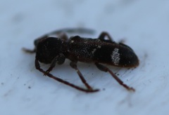 Psenocerus supernotatus