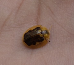 Eurypepla brevilineata