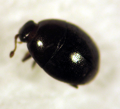 Acritus nigricornis