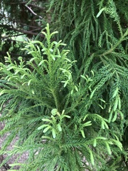 Cryptomeria