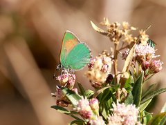 Callophrys dumetorum perplexa