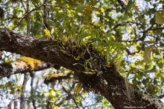 Prosthechea squalida