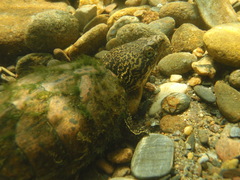 Sternotherus peltifer