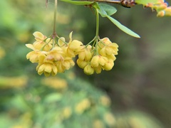 Berberis × ottawensis