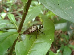 Lampetis roseocarinata