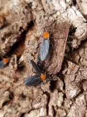Plecia americana