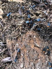 Plecia americana