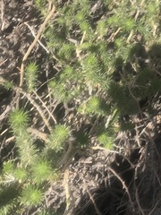 Linanthus californicus