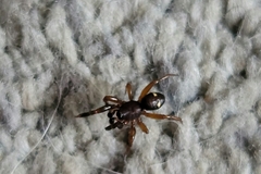 Asagena americana