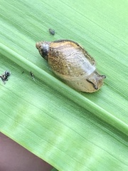 Novisuccinea ovalis