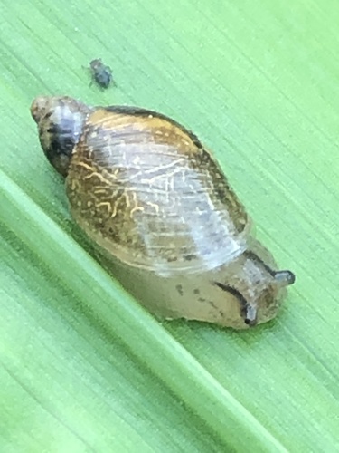 Oval Ambersnail