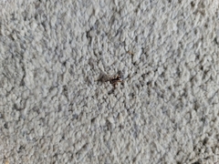 Asagena americana