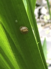 Novisuccinea ovalis