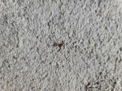 Asagena americana